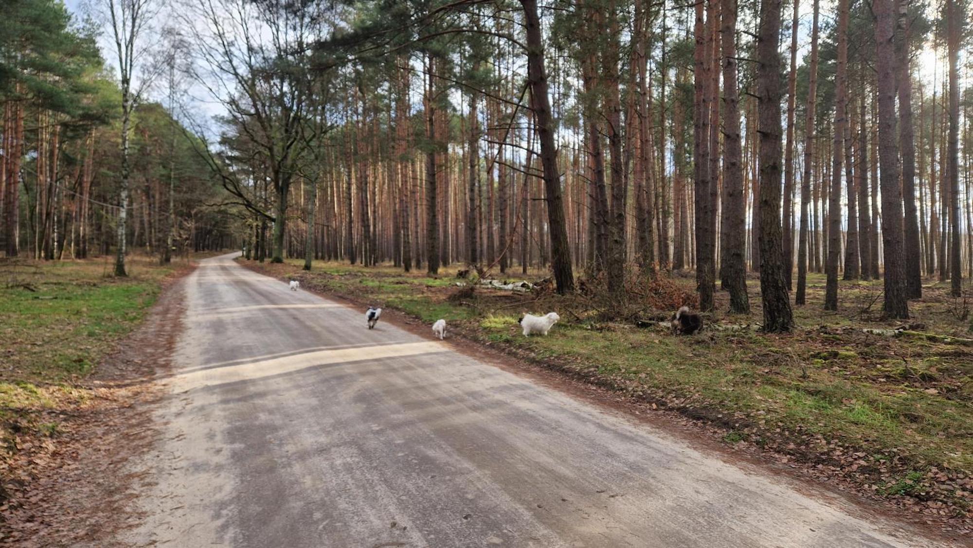 Rancho Colorado Villa Trzciel ภายนอก รูปภาพ